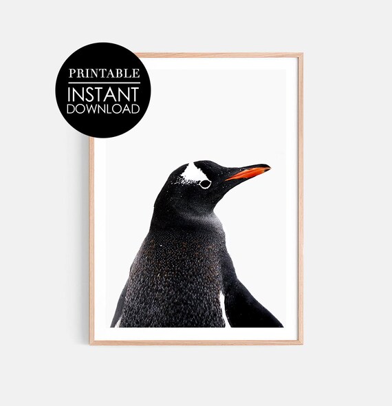 Gentoo Penguin Portrait Poster Minimalist Black and White Bird Art