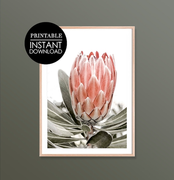Pink Protea Flower Botanical Close Up Photography Scenic Art Print