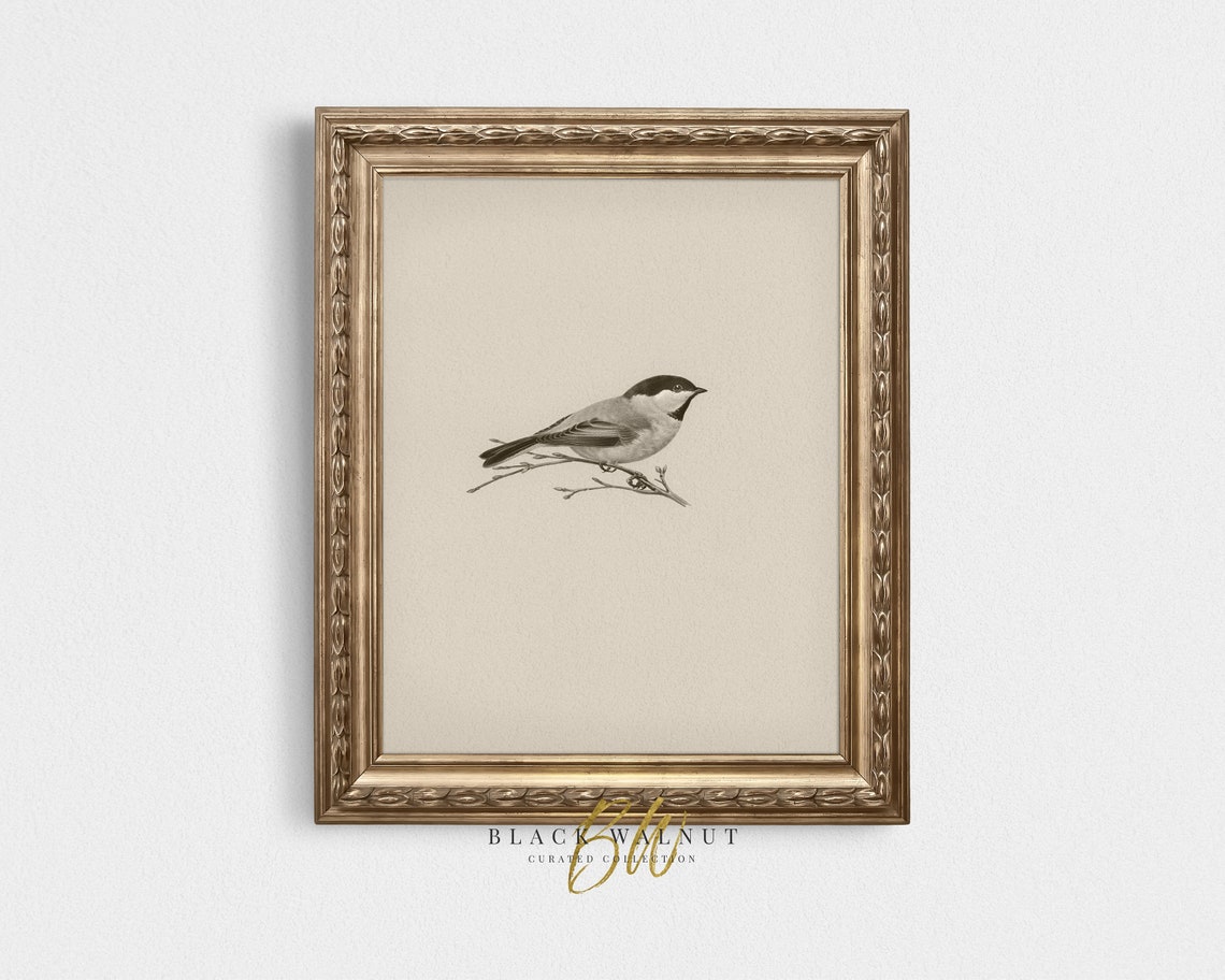 Vintage Bird Sketch Neutral Songbird On Branch Antique Style Art Print