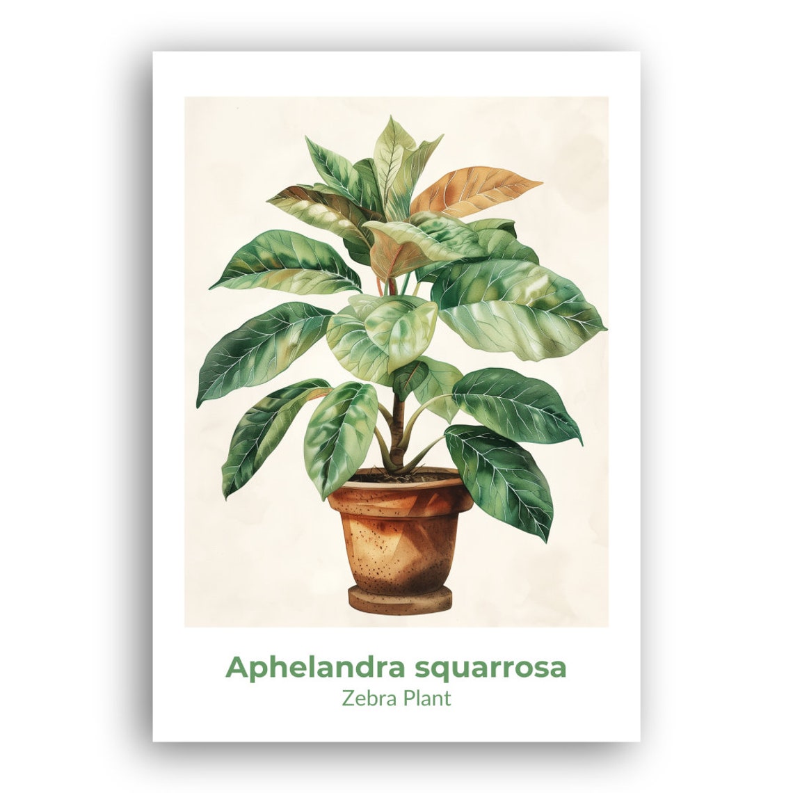 Zebra Plant Aphelandra Squarrosa Leaves Watercolor Botanical Poster - Image 2