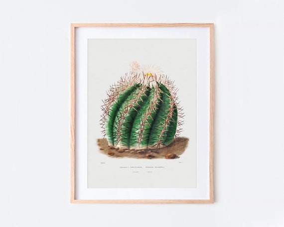 Turks Cactus Botanical Flowers Vintage Wall Art Print Succulent Green Plants Colorful Floral Poster Retro Antique Decor Ba32