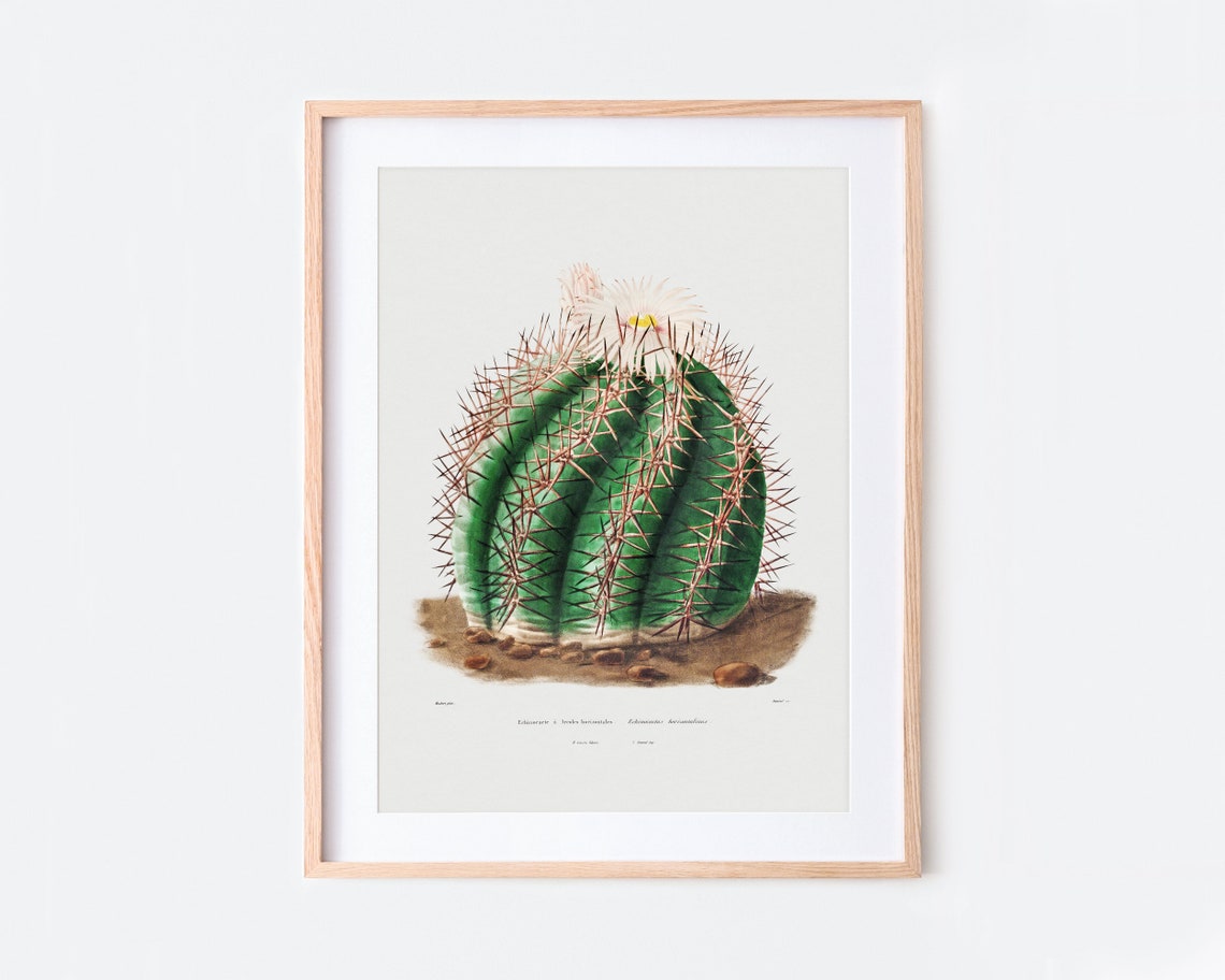 Flowering Barrel Cactus Vintage Botanical Illustration Wall Poster