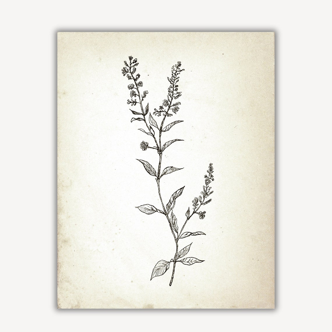 Vintage Botanical Ink Sketch Flowering Branch Farmhouse Print - Image 4