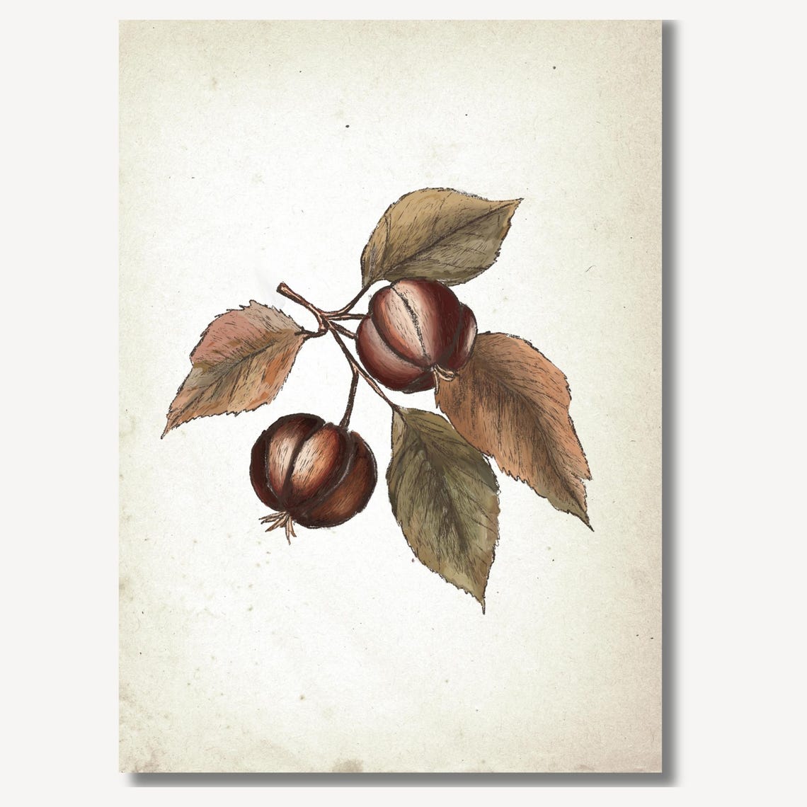 Vintage Chestnut Tree Branch Botanical Sketch Autumn Fall Wall Art - Image 2