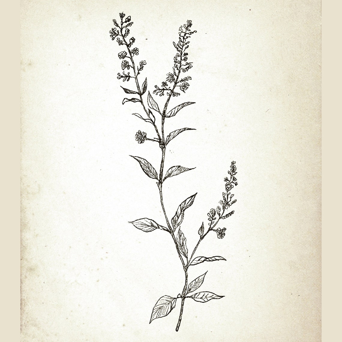 Vintage Botanical Ink Sketch Flowering Branch Farmhouse Print - Image 5