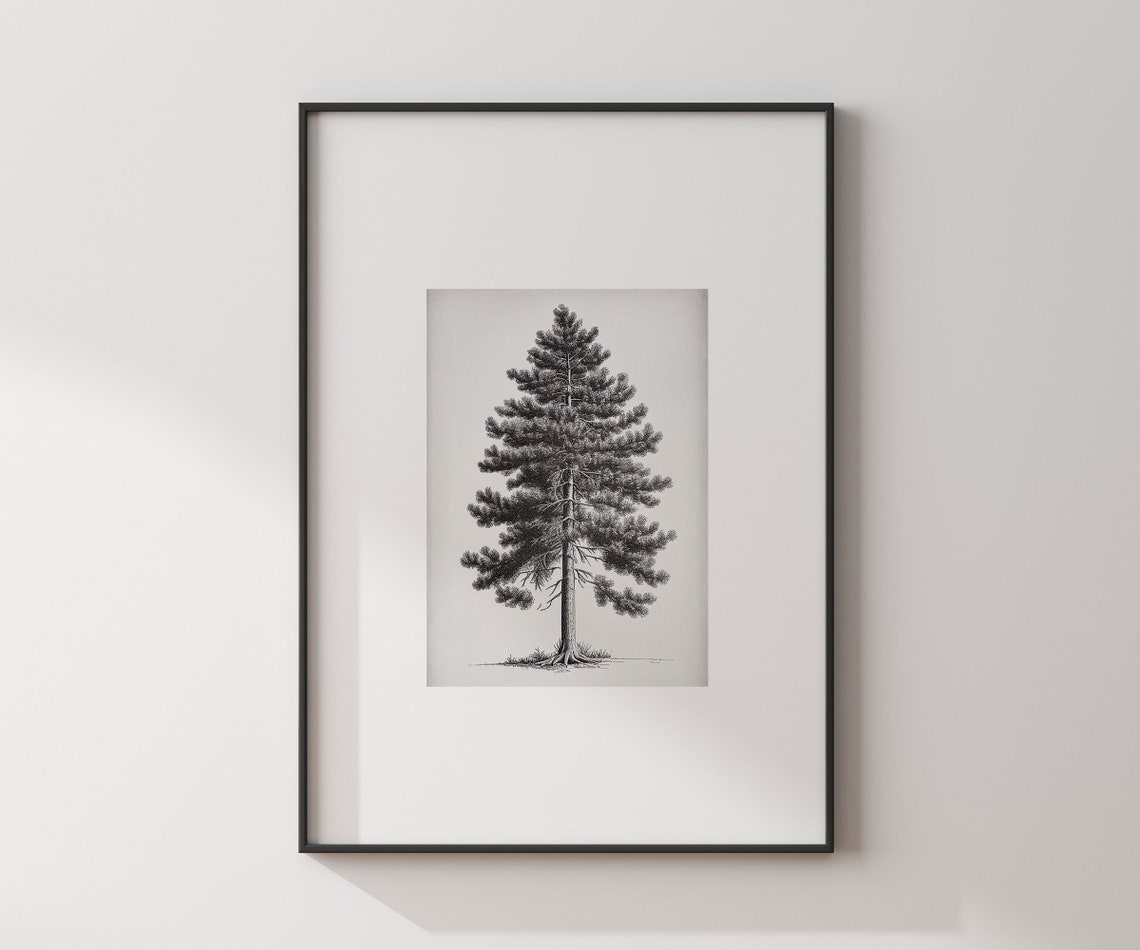 Vintage Pine Tree Art Vintage Wall Art Antique Sketch Print Tree Drawing Artwork For Wall - Image 3