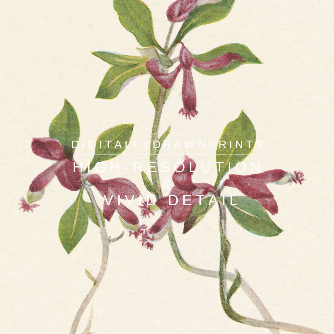 Burgundy Wildflower Branch Vintage Botanical Illustration Art Poster - Image 2
