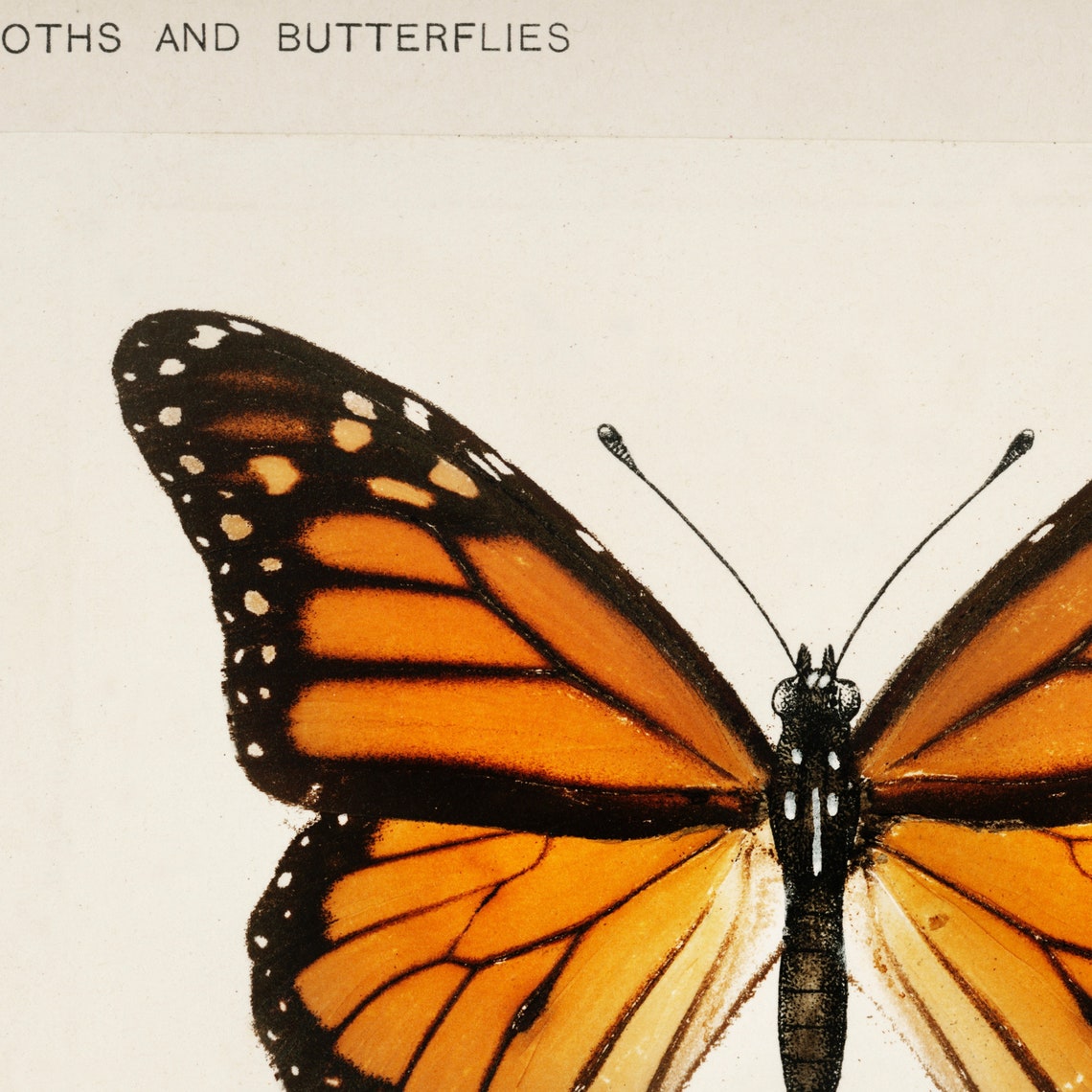 Monarch Butterfly Moths Vintage Scientific Illustration Poster - Image 2