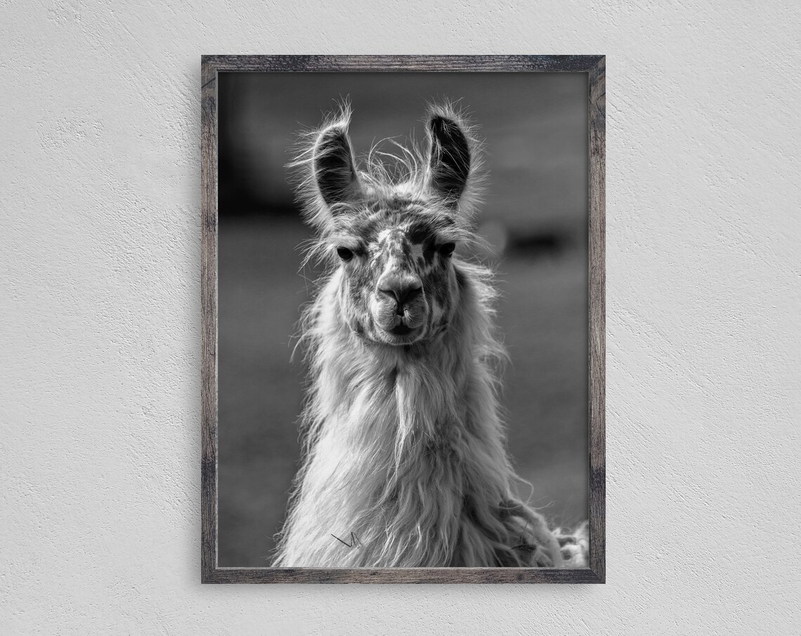 Black White Llama Portrait Close Up Shaggy Farm Animal Art Print