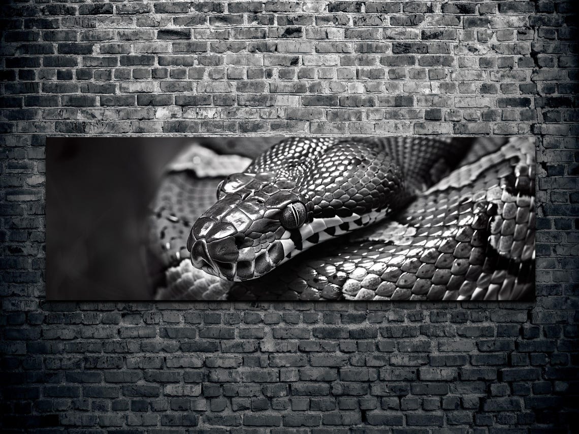 Black and White Snake Close Up Panoramic Reptile Photography Poster - Image 2