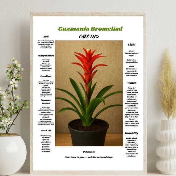 Bromeliad Care Tips Wall Art Tropical Houseplant Guideindoor Plant Decor Botanical Posterpet Safe Gift