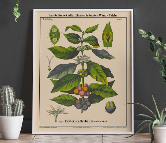 Coffee Botanical Art Print, Coffea Arabica Cafe Decor