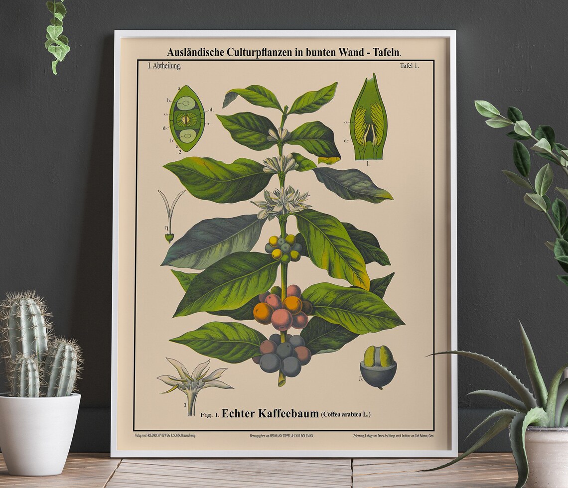 Coffee Botanical Art Print, Coffea Arabica Cafe Decor