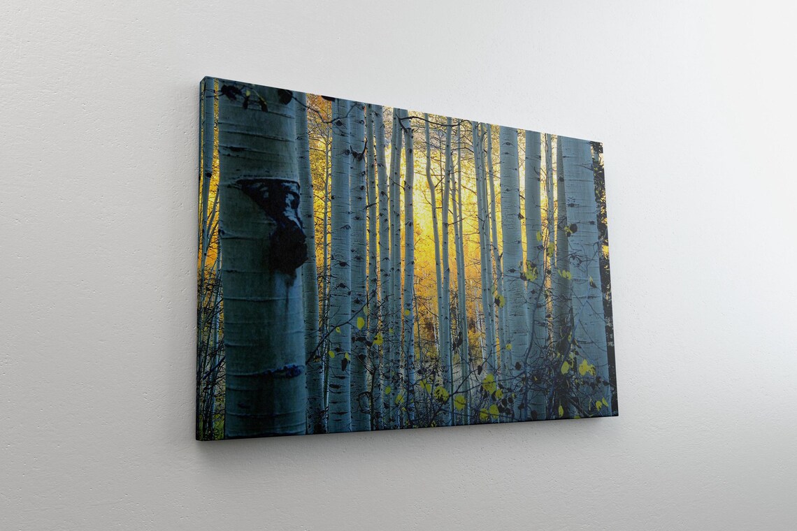 Tall Aspen Trunks In Golden Autumn Light Forest Photography Poster - Image 4