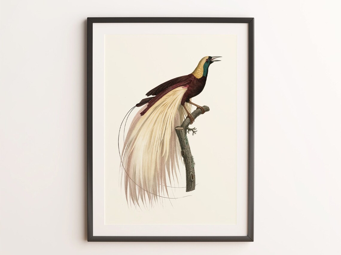 Emperor Bird Of Paradise Golden Plumes Vintage Illustration Art Poster - Image 2