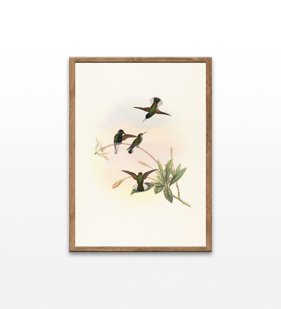 Vintage Hummingbird Lithograph Antique Bird Illustration Print