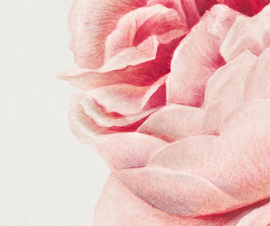 Vintage Rose Paintings of the Netherlands, Art Print - Image 2