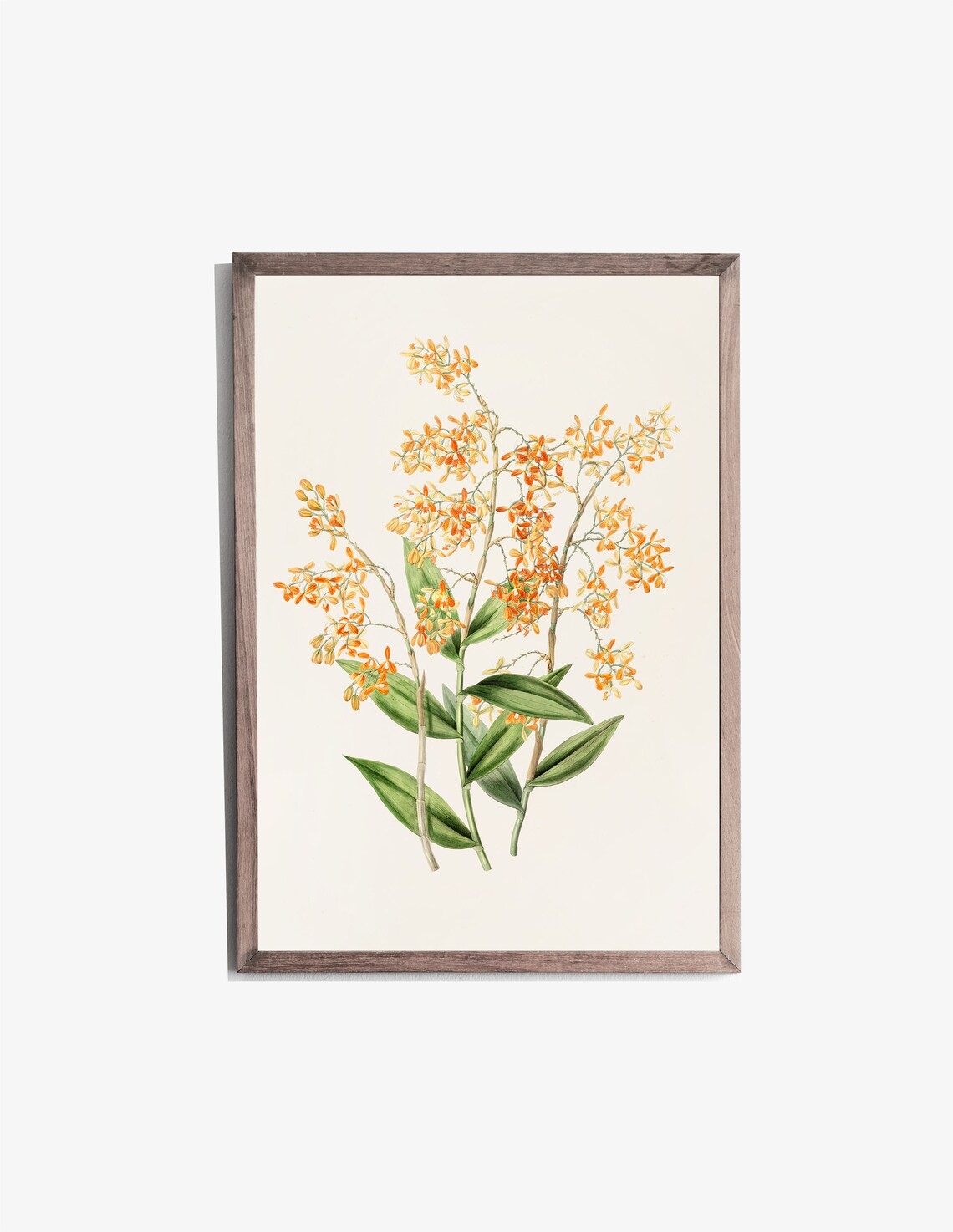Orange Orchid Botanical Illustration Vintage Flower Art Print - Image 3