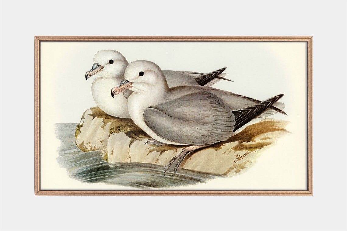 Two Seabirds On Rocky Shore Vintage Ornithology Illustration Wall Art
