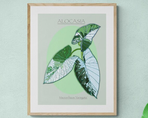 Alocasia Macrorrhizos Variegata Botanical Leaf Illustration Art Poster