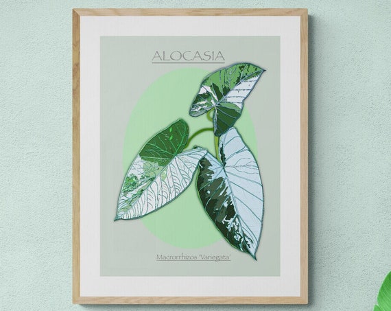 Alocasia Variegata Print Tropical Botanical Wall Art