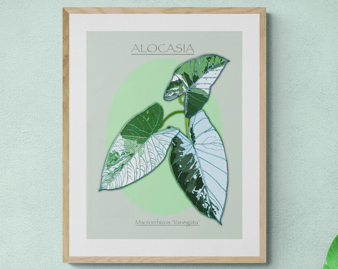 Alocasia Variegata Print Tropical Botanical Wall Art