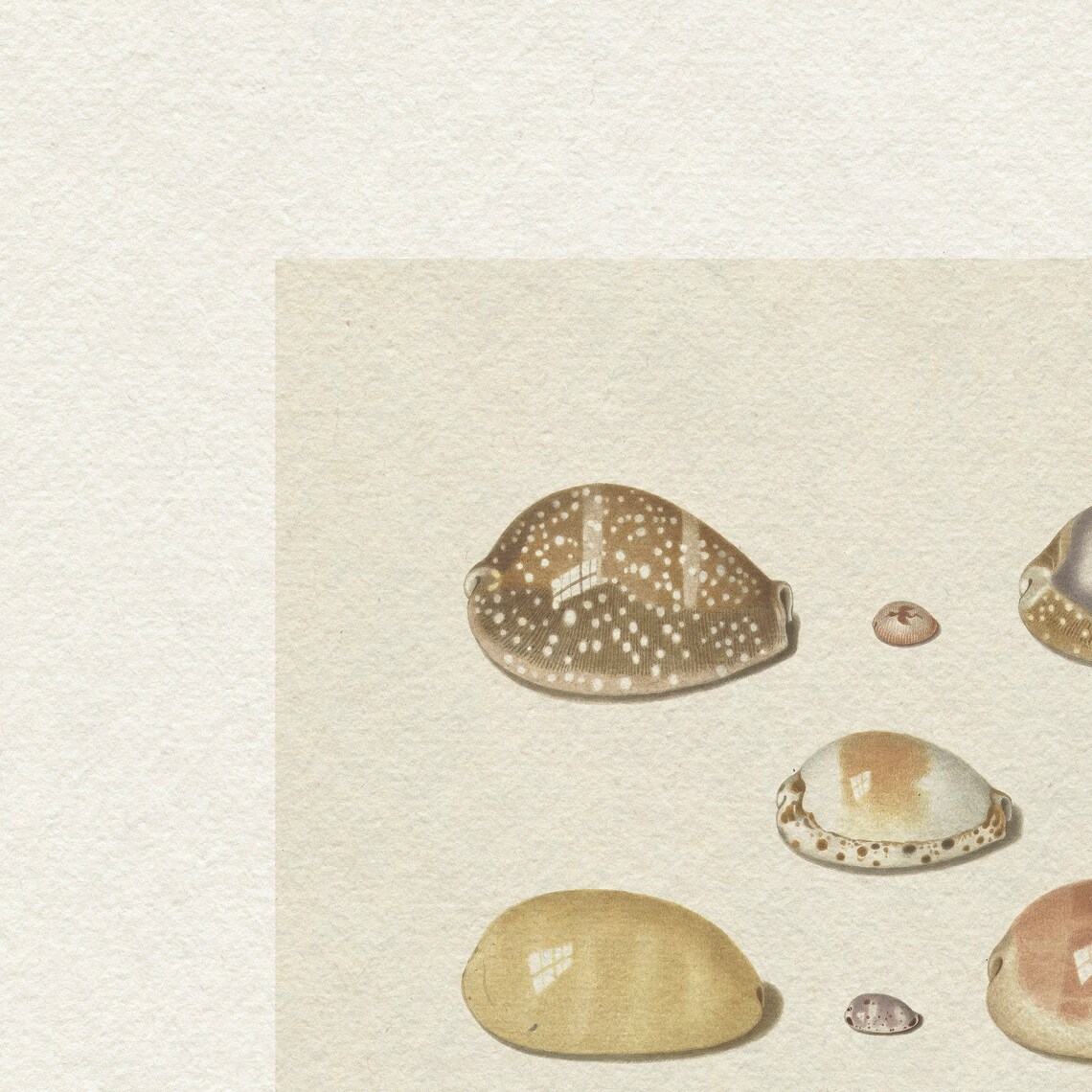 Vintage Seashell Art, Coastal Beach Poster - Image 5