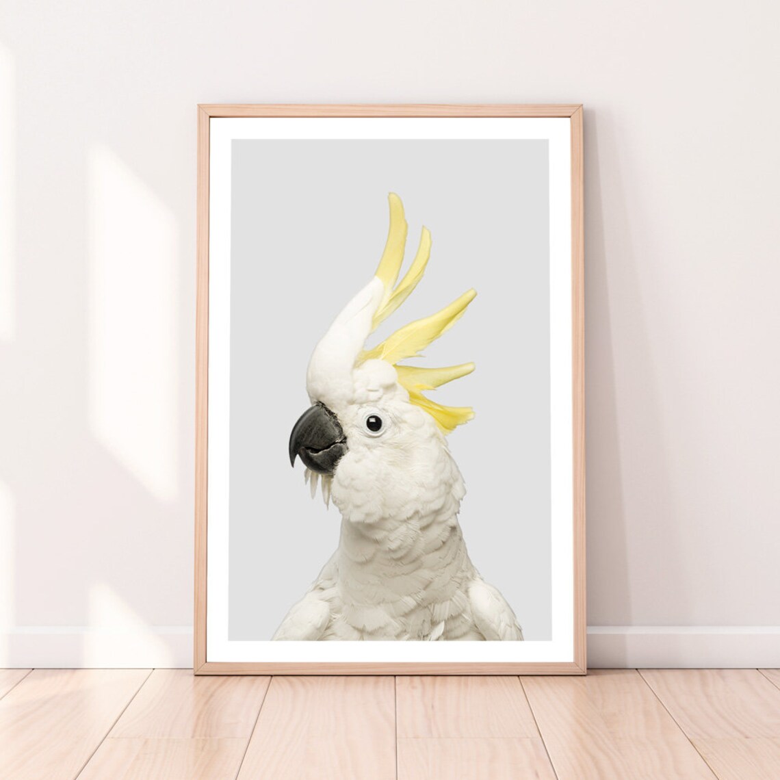 Sulphur Crested Cockatoo Portrait On Light Gray Background Bird Poster