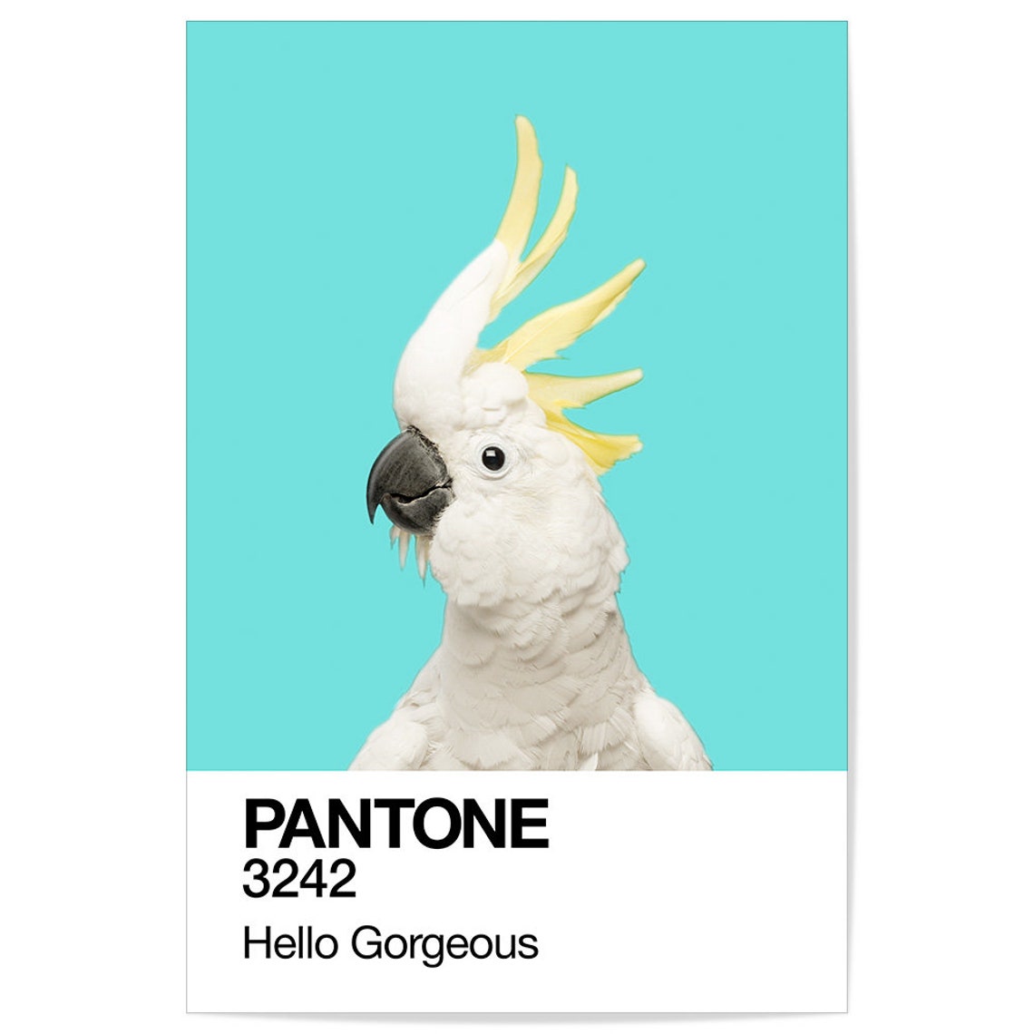 Sulphur Crested Cockatoo Turquoise Pantone 3242 Hello Gorgeous Poster - Image 2