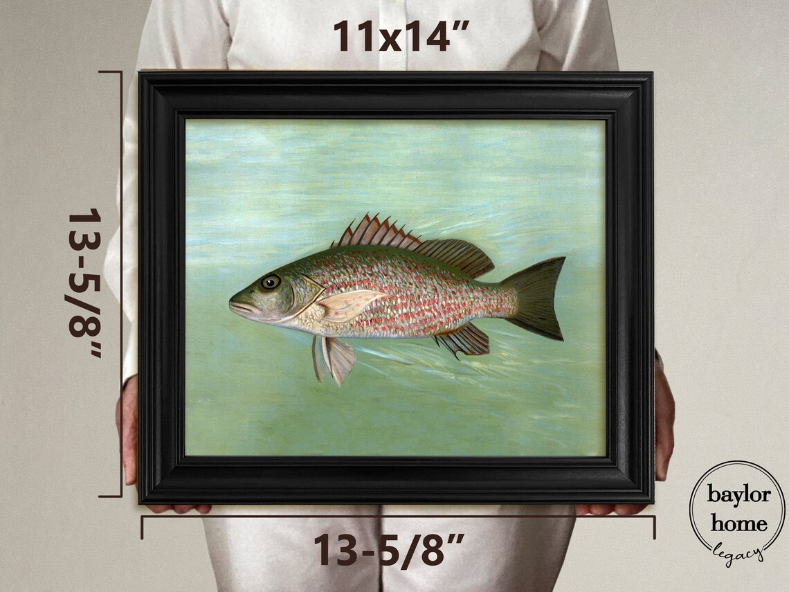 Snapper Painting, Vintage Fish Print - Image 3