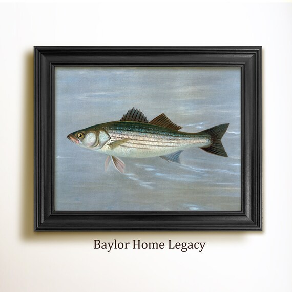 Framed Striped Bass Print On Framed Vintage Striped Bass Picture On Fish Art Print