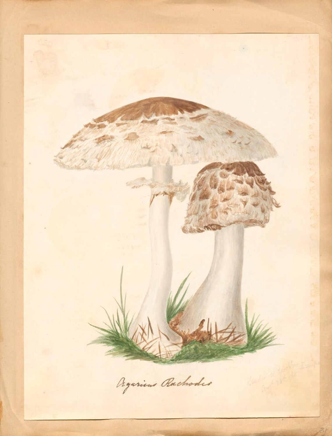 Fungi Botanical Art Print, Vintage Botanical Decor - Image 3