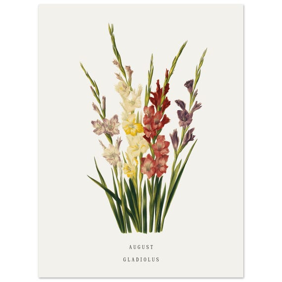 August Gladiolus Birth Flower Vintage Botanical Art Print