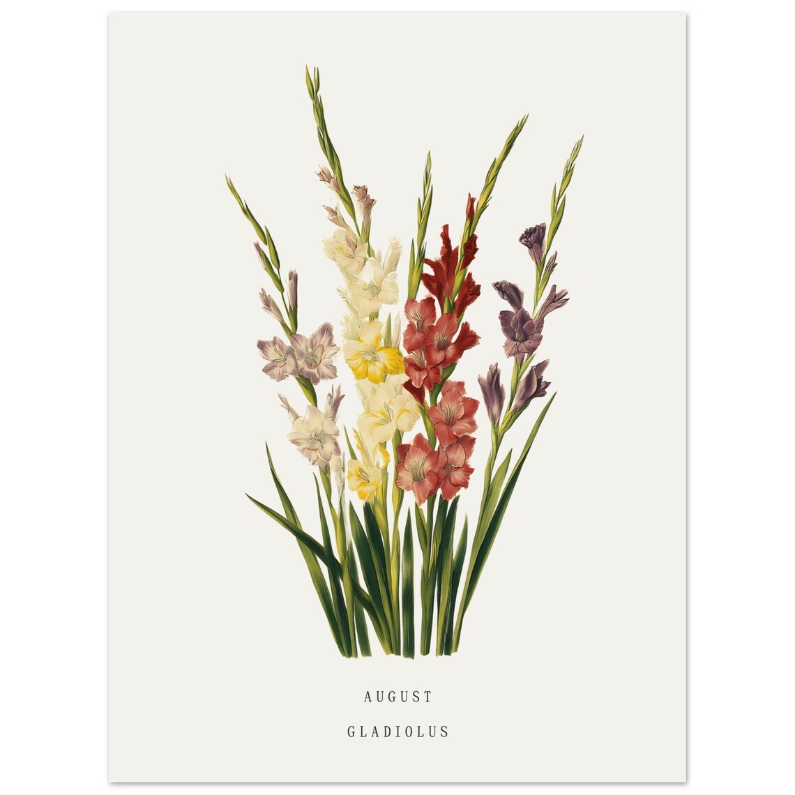 August Gladiolus Birth Flower Vintage Botanical Art Print