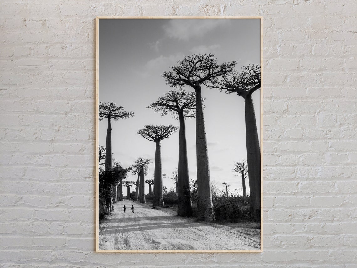 Madagascar Baobab Avenue Black And White African Photo Poster