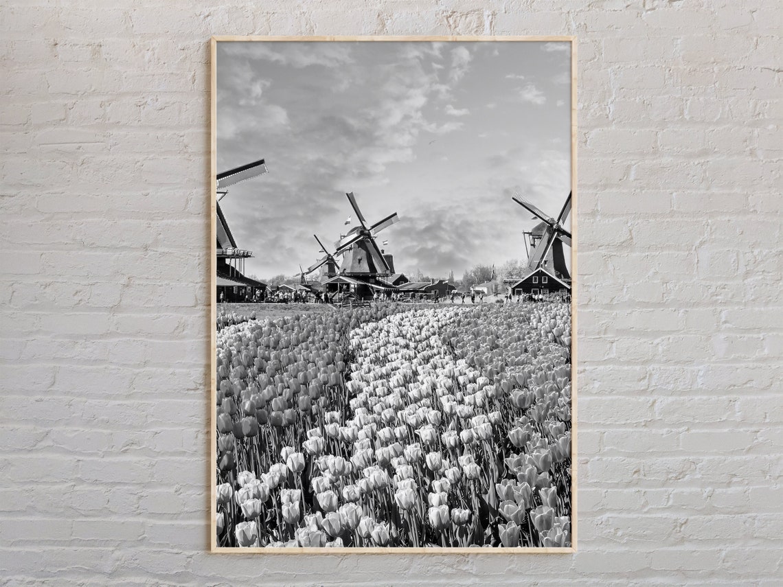 Netherlands Tulip Fields And Windmills Black White Travel Photo Poster
