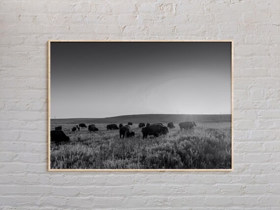 Bison Herd Grazing Prairie At Sunrise Black And White Wildlife Photo Poster