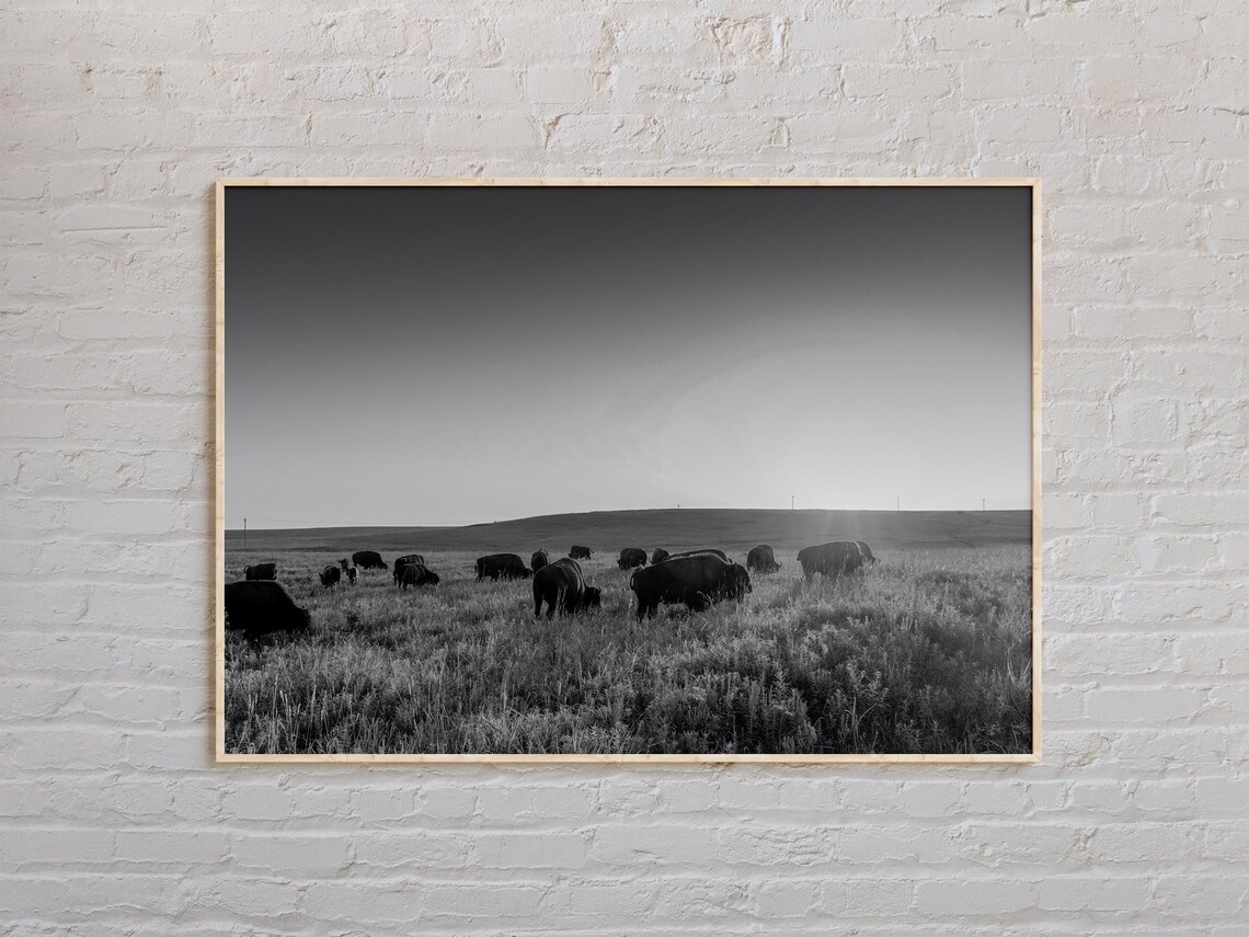 Bison Herd Grazing Prairie At Sunrise Black And White Wildlife Photo Poster