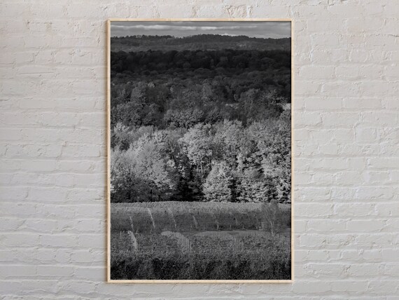 Traverse City Vineyard Rolling Hills Black And White Photo Poster