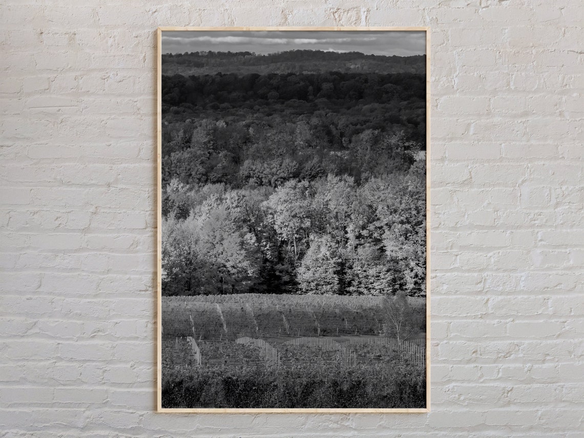 Traverse City Vineyard Rolling Hills Black And White Photo Poster