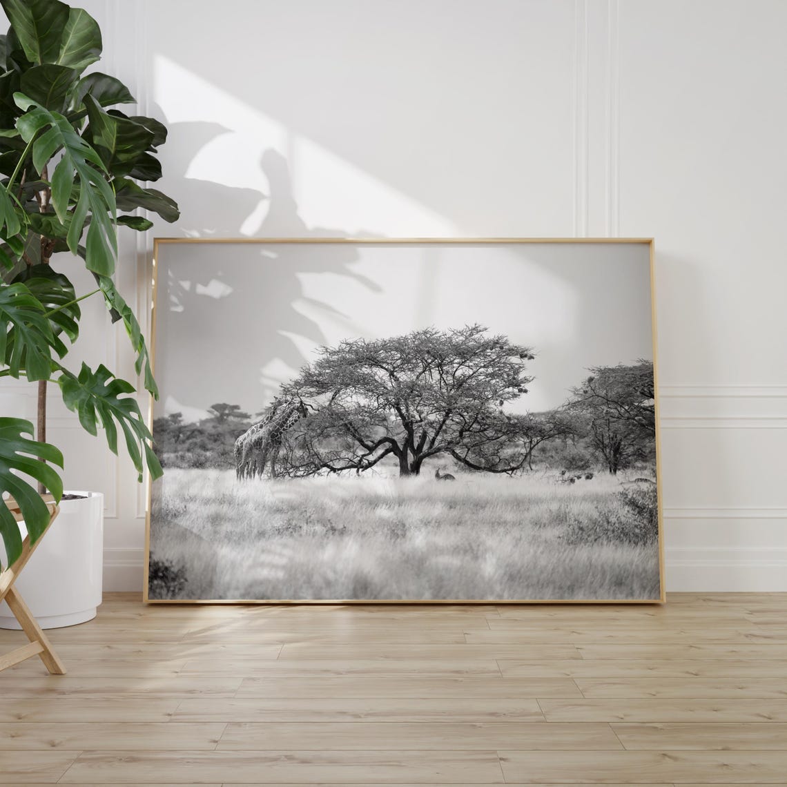 Somalia Giraffe Under Acacia Tree Savanna Black and White Poster - Image 2