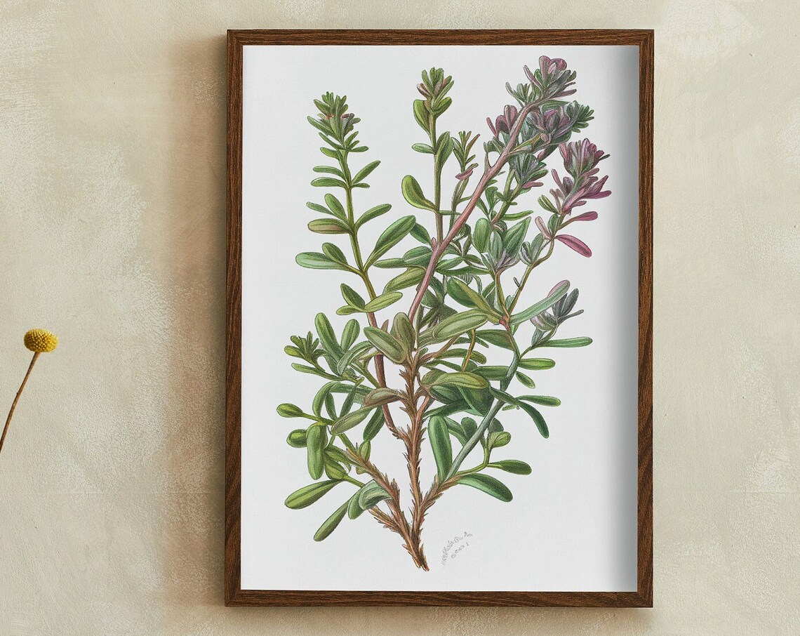 Thyme Botanical Vintage Style Herb Oil Painting Illustration Poster