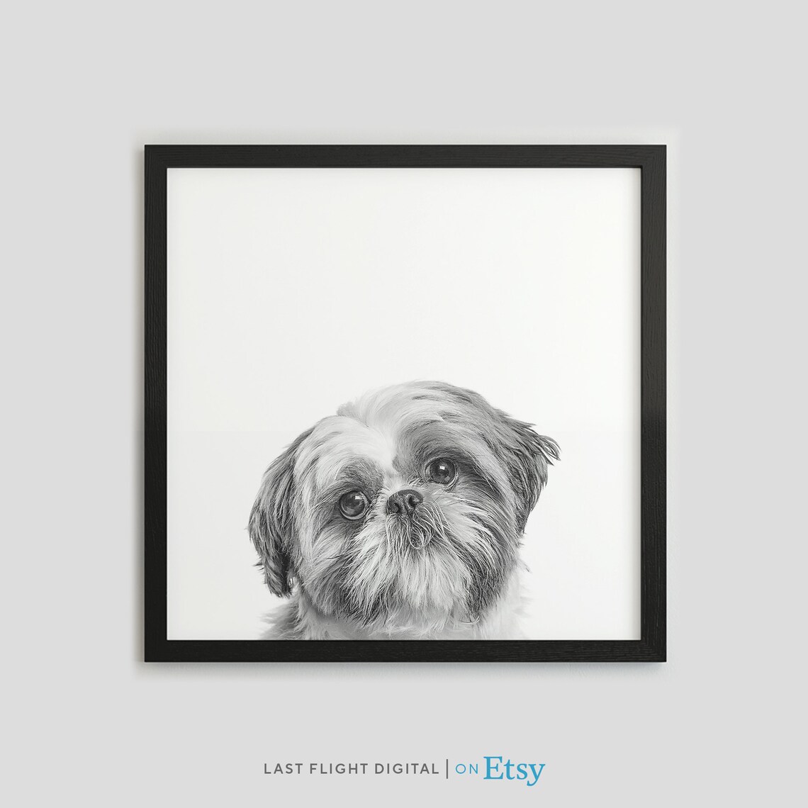 Shih Tzu Dog Black White Photo Pet Portrait Cute Puppy Wall Poster