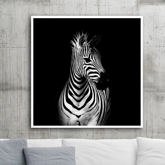 Zebra Portrait on Black Background Striking Wildlife Photo Art Poster