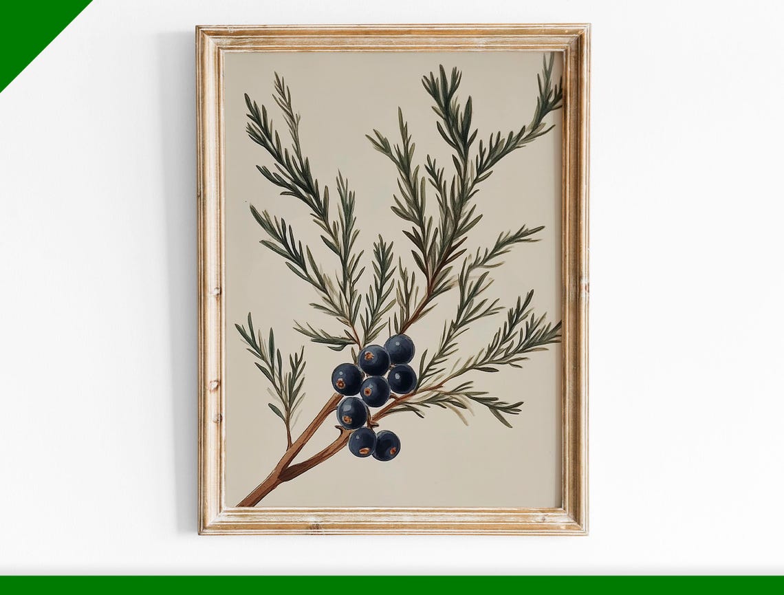 Juniper Branch With Dark Berries Vintage Botanical Winter Wall Art