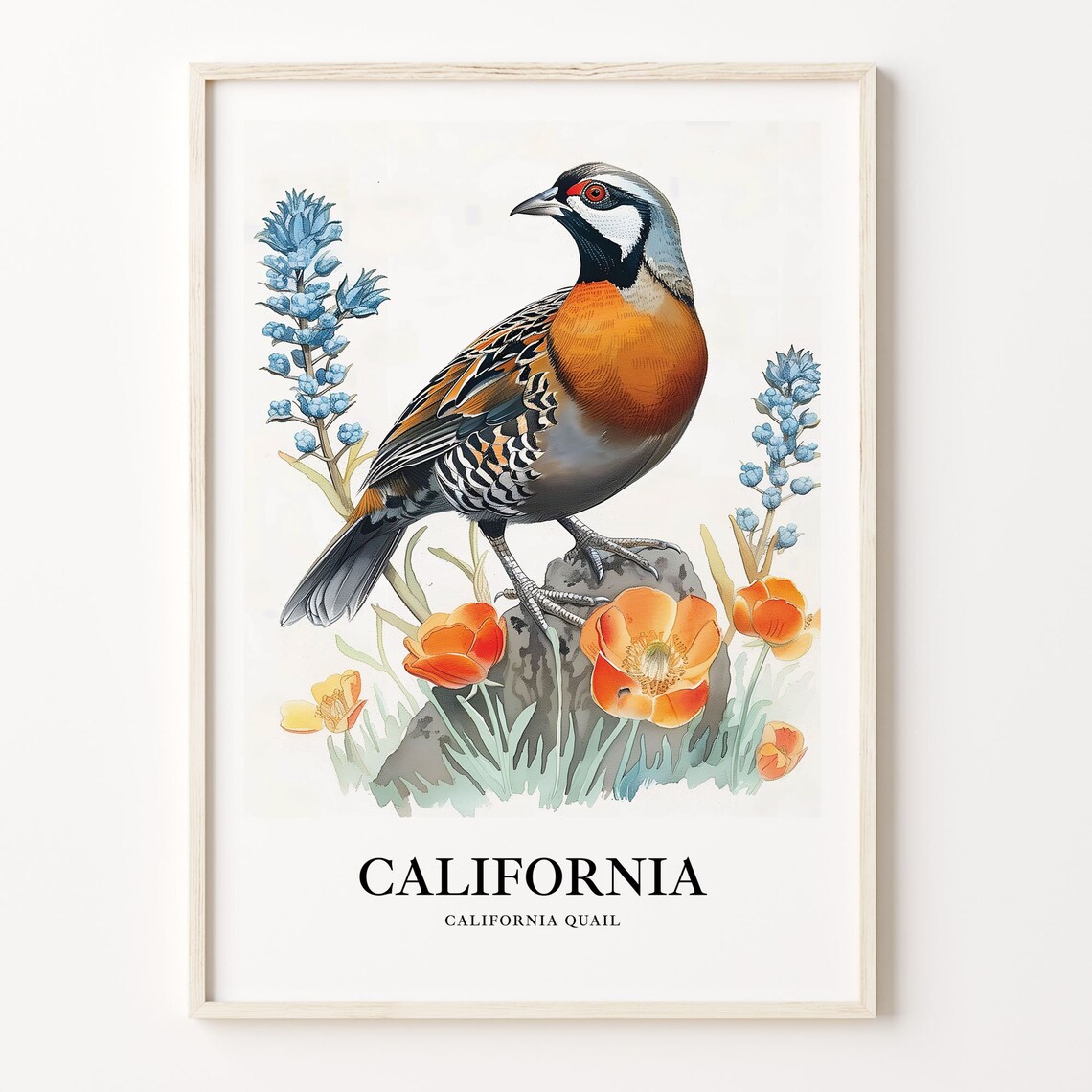 California Quail Poppy Field State Bird Watercolor Bird Art Poster