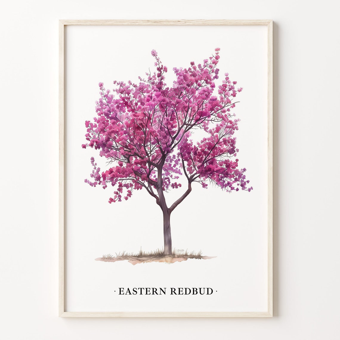 Eastern Redbud Blossom Tree Watercolor Botanical Pink Art Poster