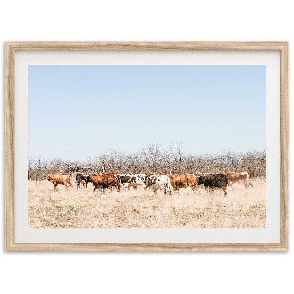 Texas Longhorn Western Art Print, Coastal Cowgirl