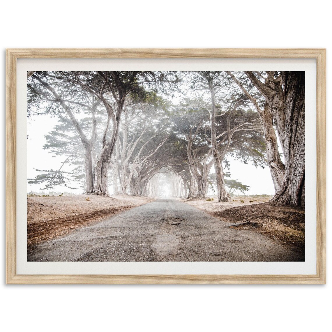 Point Reyes Coast Cypress Tunnel Art Print