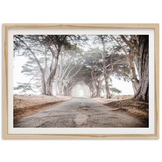 Point Reyes Coast Cypress Tunnel Art Print